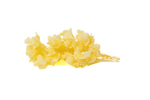 preserved-quercifolia-hydrangea-branch-14.