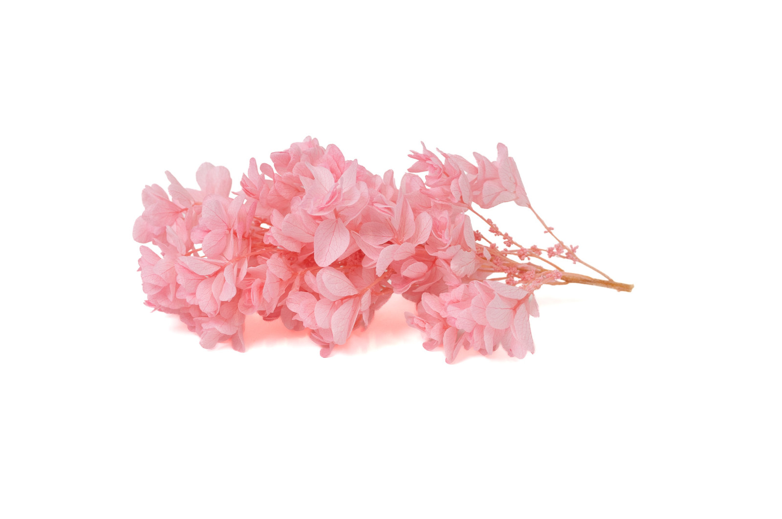 preserved-quercifolia-hydrangea-branch-14