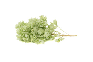 preserved-quercifolia-hydrangea-branch-14.