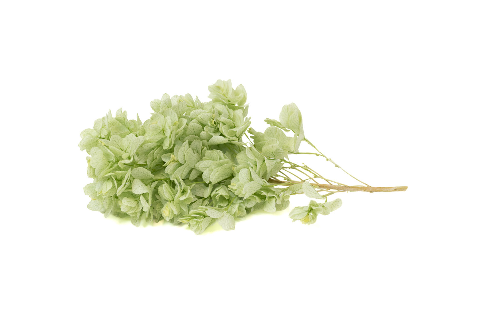 preserved-quercifolia-hydrangea-branch-30