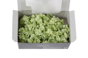 hortensia-feuilles-de-chene-stabilise-en-branches-30.
