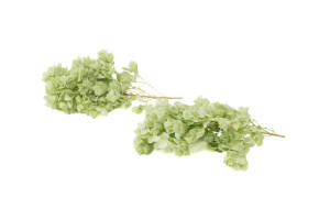 hortensia-feuilles-de-chene-stabilise-en-branches-30.
