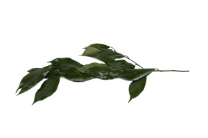 preserved-camellia-leaves-30.