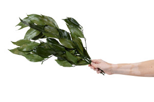 feuilles-de-camelia-stabilisees-30.