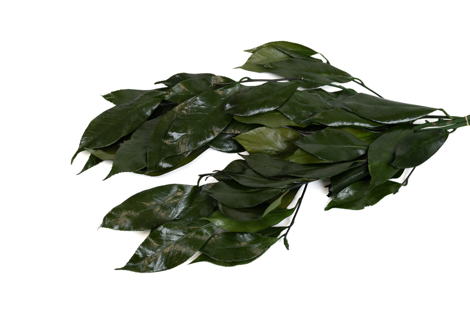 feuilles-de-camelia-stabilisees-30