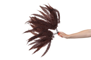 preserved-double-fern-13.