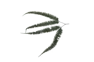 stabilisierter-doppelfarn-13.