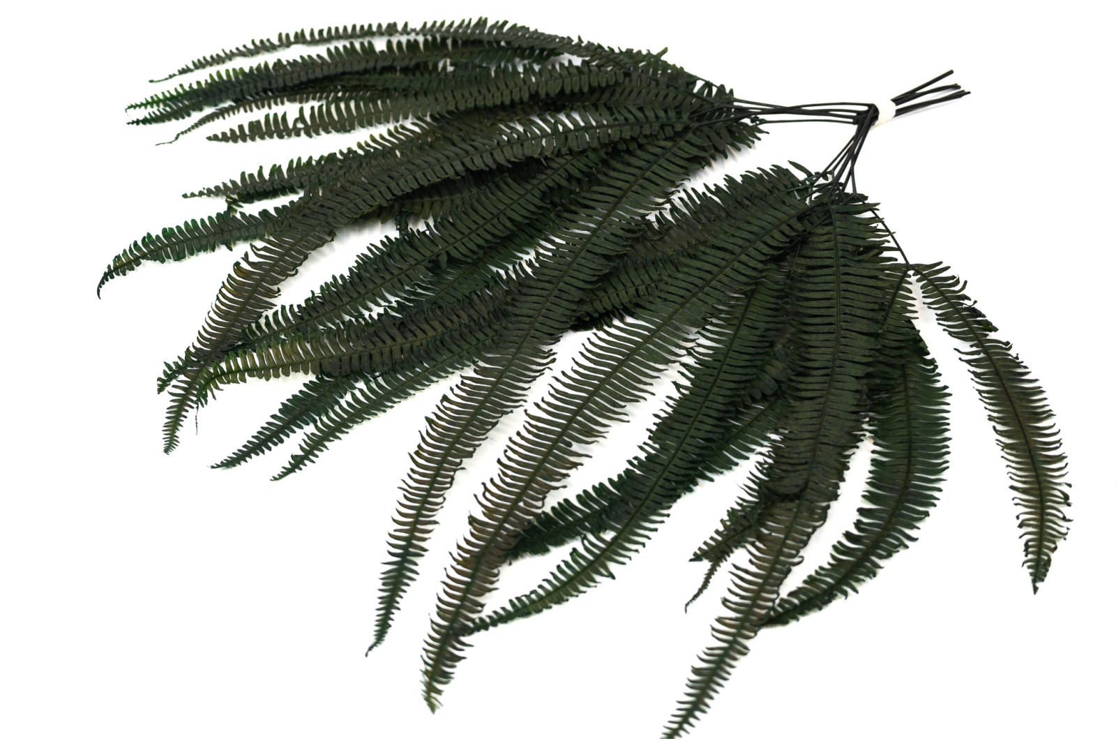 preserved-double-fern-13