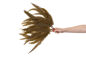 preserved-double-fern-13.