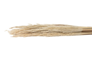 dried-pampa-erianthus-18.