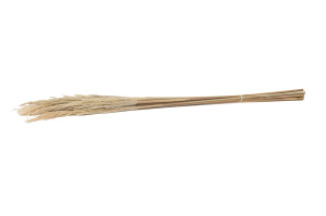 getrocknetes-pampa-erianthus-18.