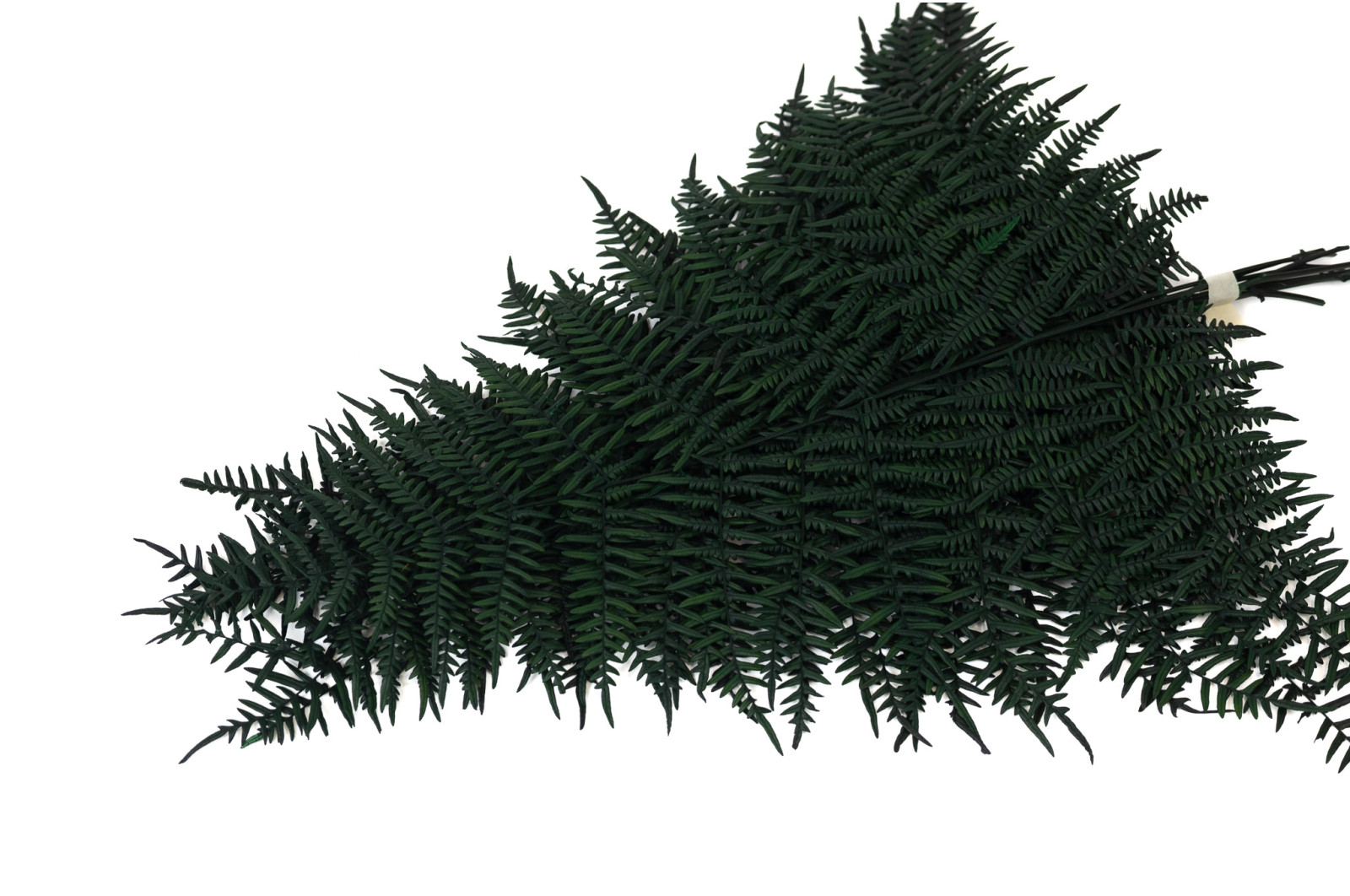 preserved-coral-fern-13