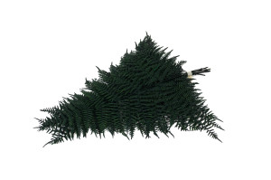 preserved-coral-fern-13.