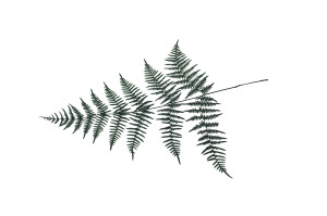 preserved-coral-fern-13.