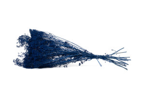 broom-bloom-sec-20.