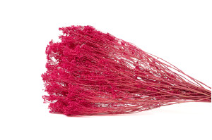 dried-broom-bloom-20.