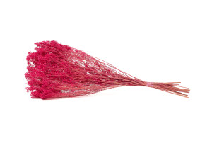 broom-bloom-sec-20.