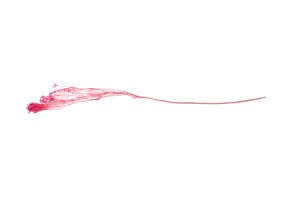 dried-broom-bloom-20.