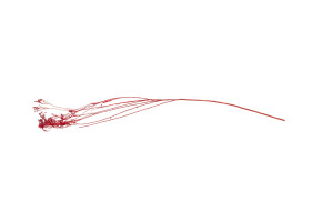 broom-bloom-sec-20.