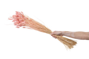 dried-phalaris-20.