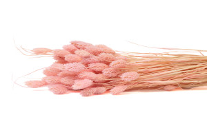 phalaris-sec-20.
