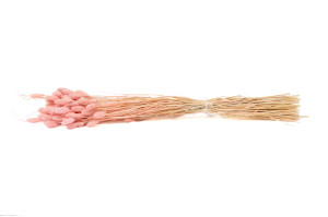 dried-phalaris-20.