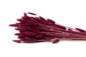 trockenes-lagurus-20.