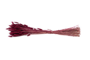 lagurus-sec-20.