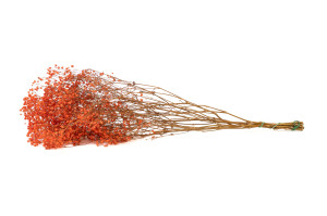 preserved-gypsophila-paniculata-6.