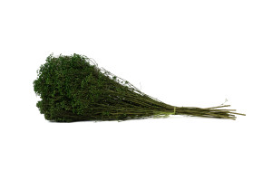 broom-bloom-sec-20.