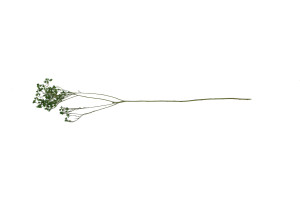 dried-broom-bloom-20.