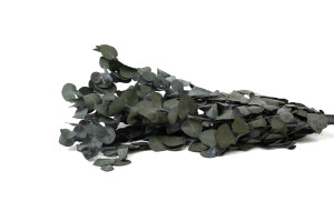stabilisierte-eukalyptus-cinerea-8