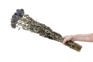 dried-blue-thistle-7.
