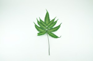 preserved-argyrea-fern-green.