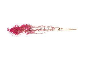 dried-gypsophila-14.