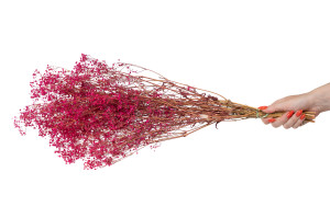 gypsophile-seche-14.
