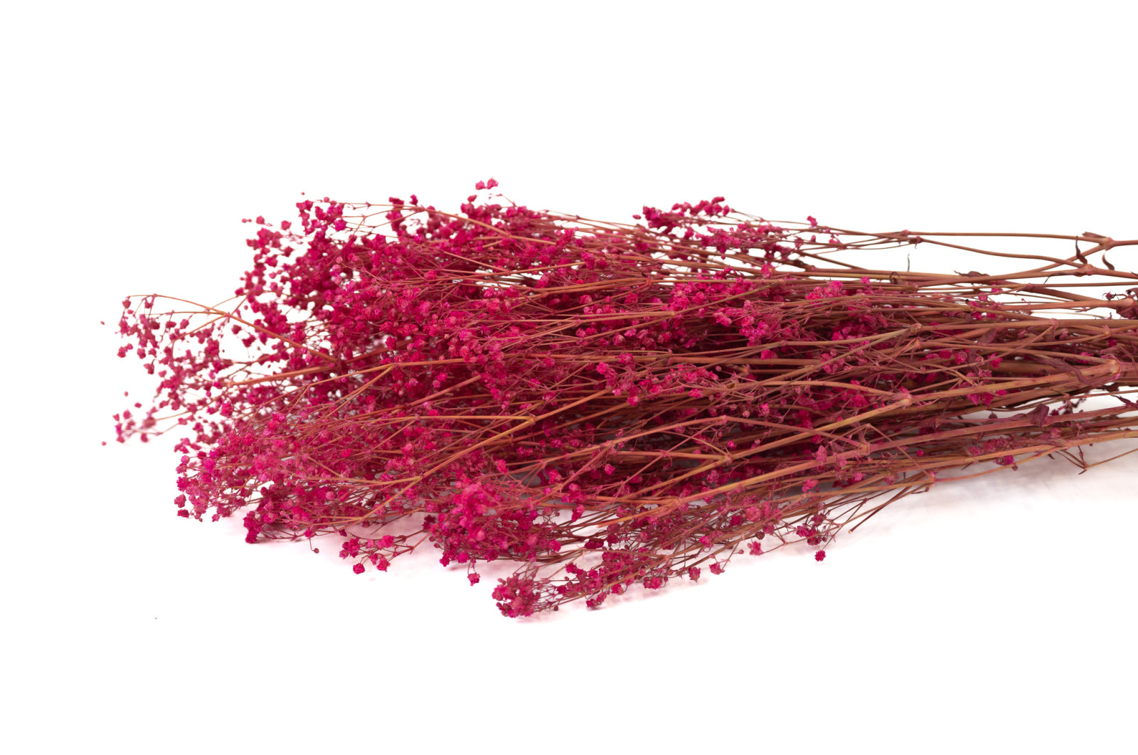 gypsophile-seche-14