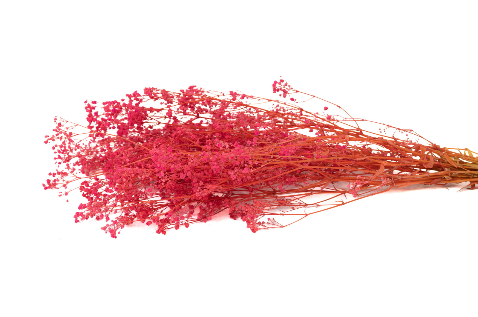 preserved-gypsophila-paniculata-6