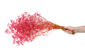 preserved-gypsophila-paniculata-6.
