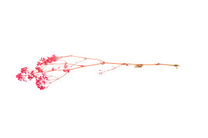 preserved-gypsophila-paniculata-6.