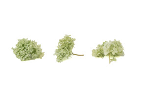 preserved-peegee-hydrangea-branch-30.