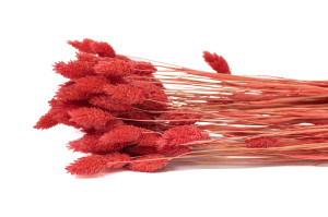 trockenes-phalaris-29