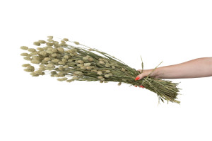 phalaris-sec-29.