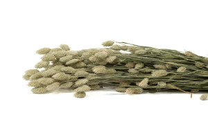 phalaris-sec-29.