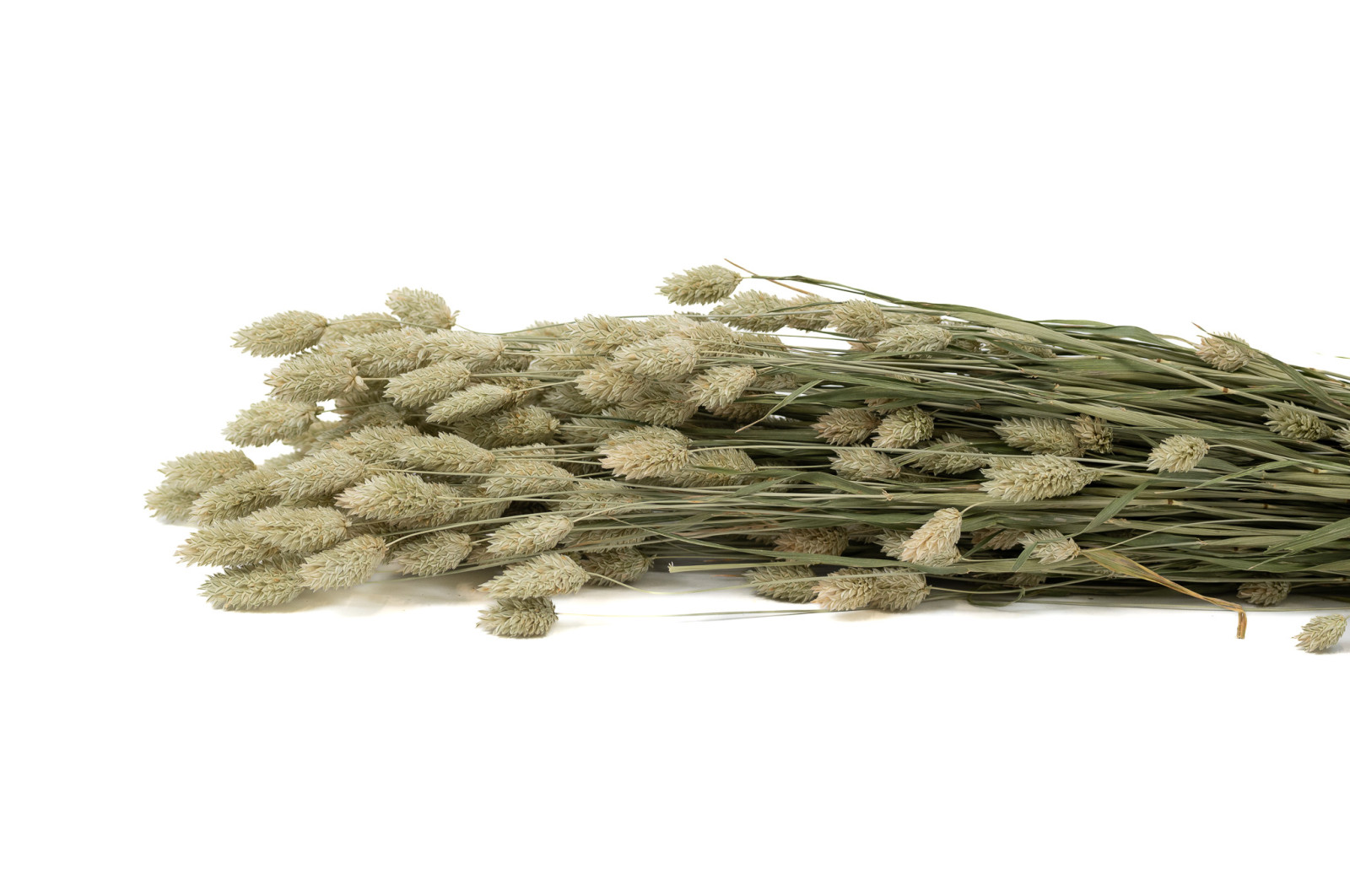 trockenes-phalaris-29