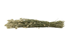 trockenes-phalaris-29.