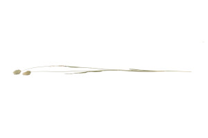 phalaris-sec-29.