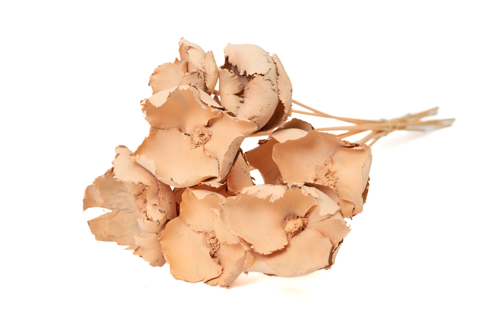 palm-cup-flower-seche-29
