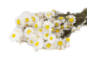 acroclinium-sec-29