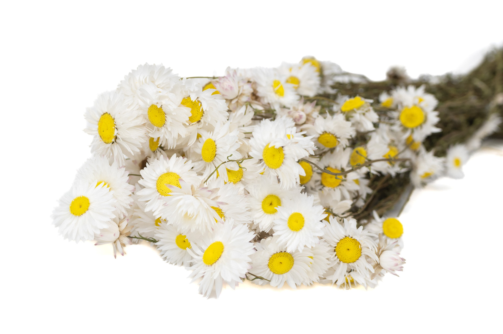 getrocknete-acroclinium-29